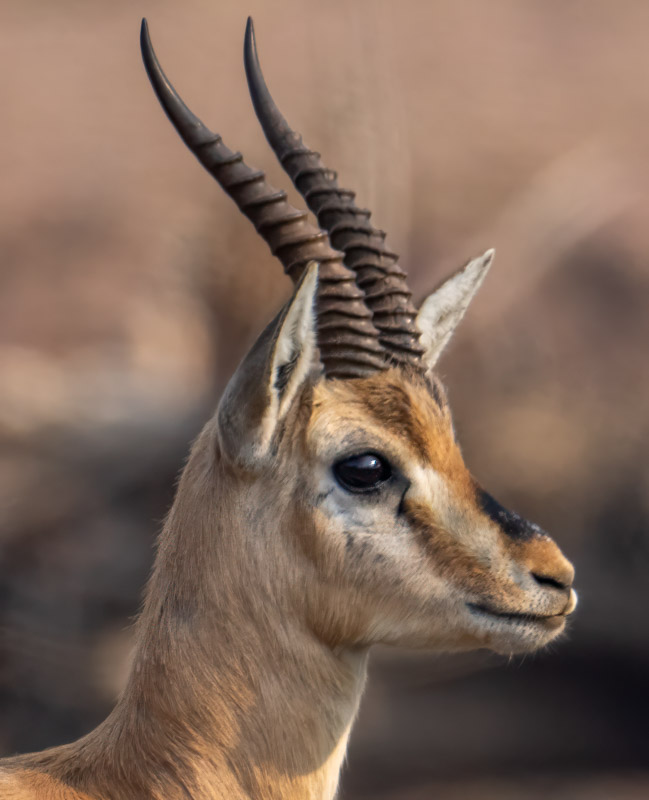 10Gazelle.jpg
