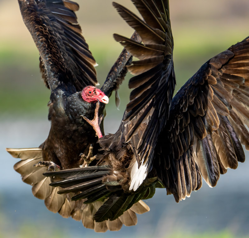 10TurkeyVultures.jpg