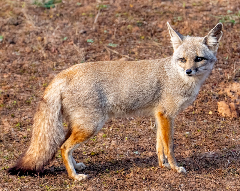 12BengalFox.jpg