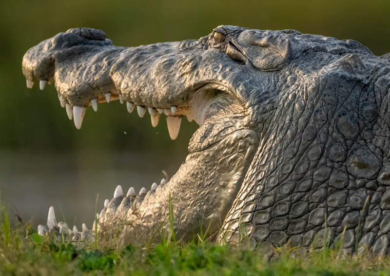 14MarshCrocodile.jpg