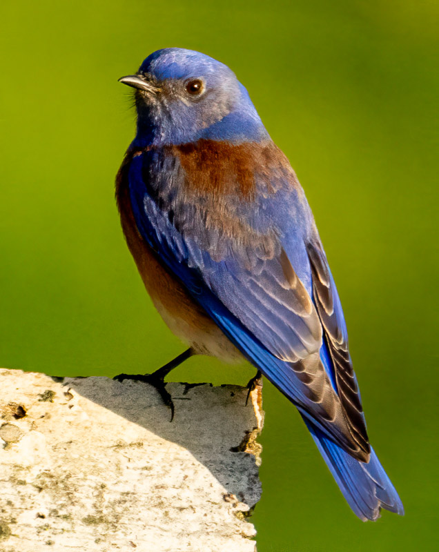 14WesternBluebird.jpg