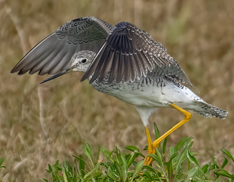 16GreaterYellowLegs.jpg