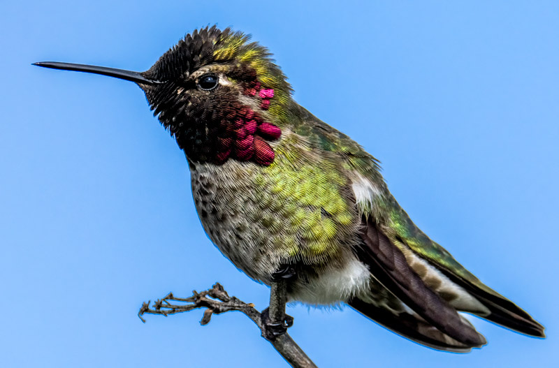 17AnnasHummingbird.jpg