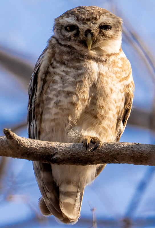 18SpottedOwl.jpg