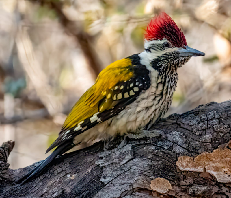 20BlackRumpedFlamebackWoodpecker.jpg
