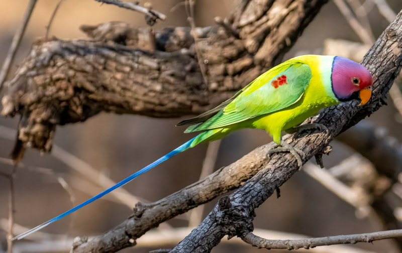 21PlumHeadedParakeet.jpg