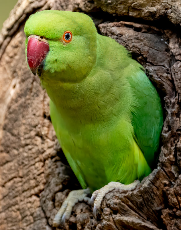 22RoseRingedParakeet.jpg