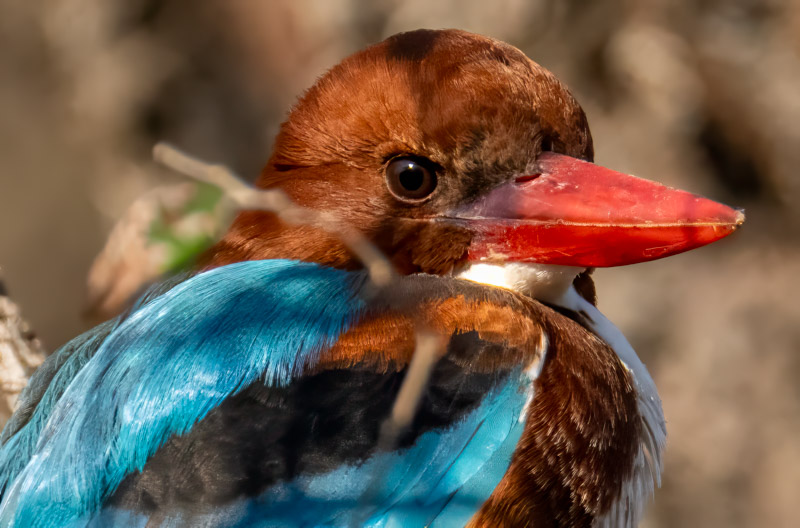 23WhiteThroatedKingfisher.jpg