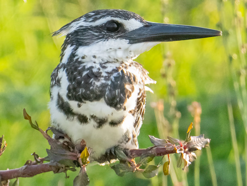 24PiedKingfisher.jpg