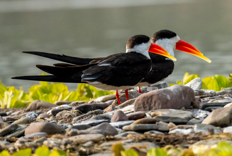 25EndangeredIndianSkimmers.jpg