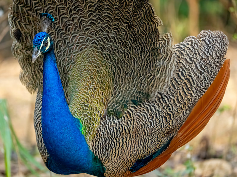 28Peacock.jpg