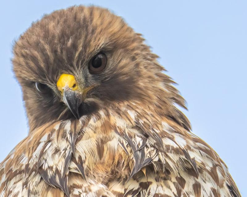 6RedShoulderedHawk.jpg