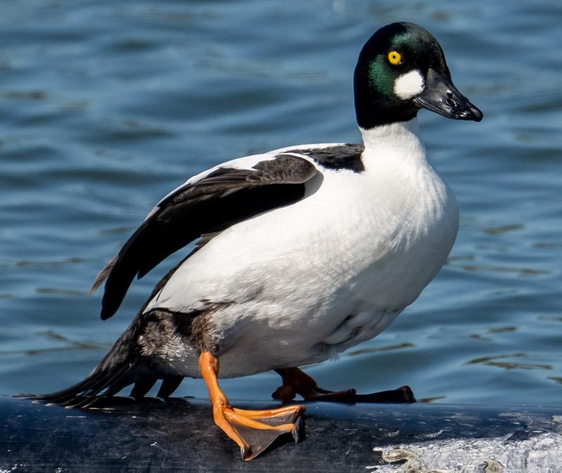 7CommonGoldenEye.jpg