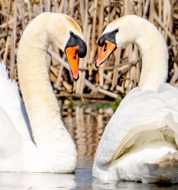 8MuteSwans.jpg