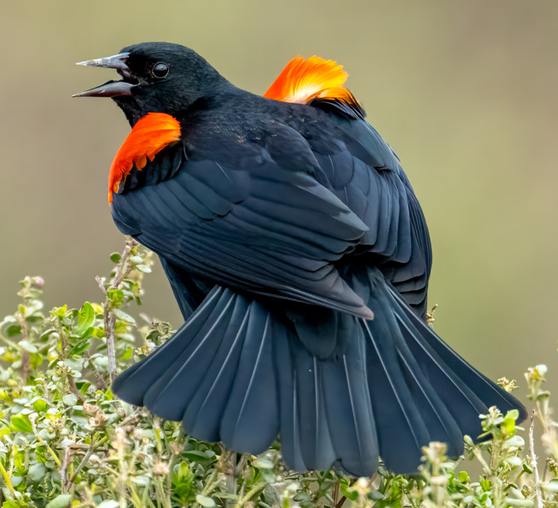 9RedWingedBlackbird.jpg