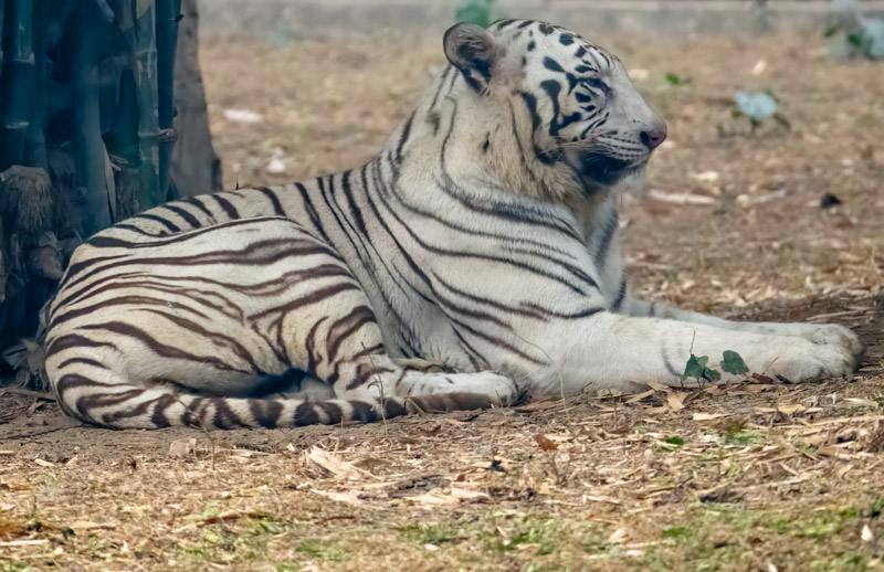 9WhiteTiger.jpg